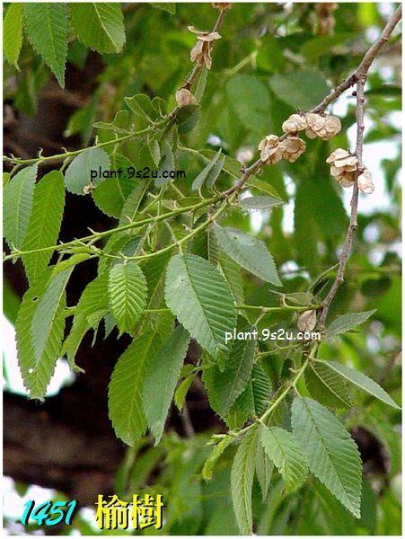 榆錢樹 榆樹|榆錢(植物名):形態特徵,生長環境,分布範圍,主要價值,食用價值,綠。